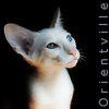 Питомник сиамских и ориентальных кошек Orientville