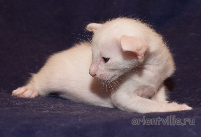 Белый ориентальный котенок. Мальчик