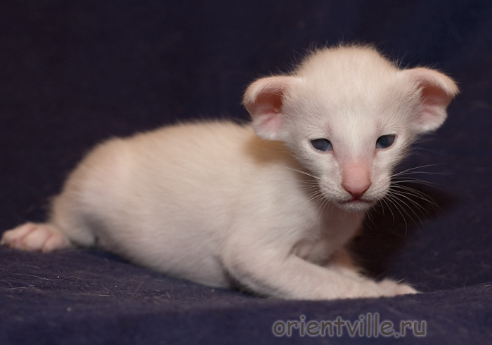 Белый ориентальный котенок. Мальчик
