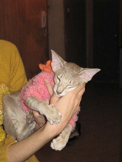 ориентальная кошка