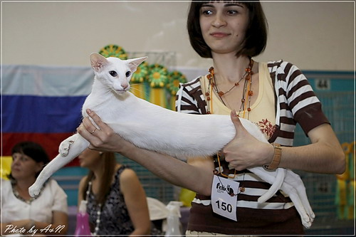 Форинвайт, сиамская белая кошка