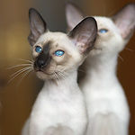 Сиамский кот