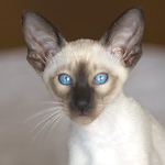 Сиамский кот