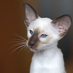 Сиамский кот
