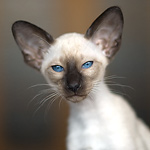 Сиамская кошка