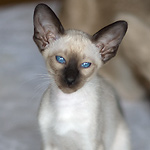 Сиамская кошка