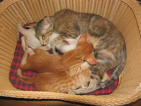 Ориентальные и сиамские котята