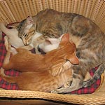 Ориентальные и сиамские котята