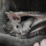 Ориентальный котенок