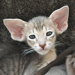 Ориентальный котенок