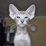 Ориентальный котенок