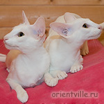 Белые ориентальные кошки. Ассоль и Белинда