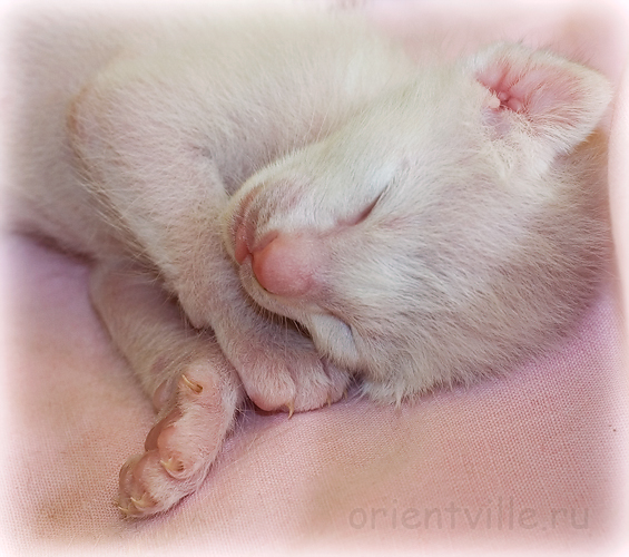 Белый ориентальный котенок. Сладкий сон