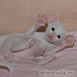 Белый ориентальный котенок