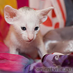 Ориентальный белый котенок
