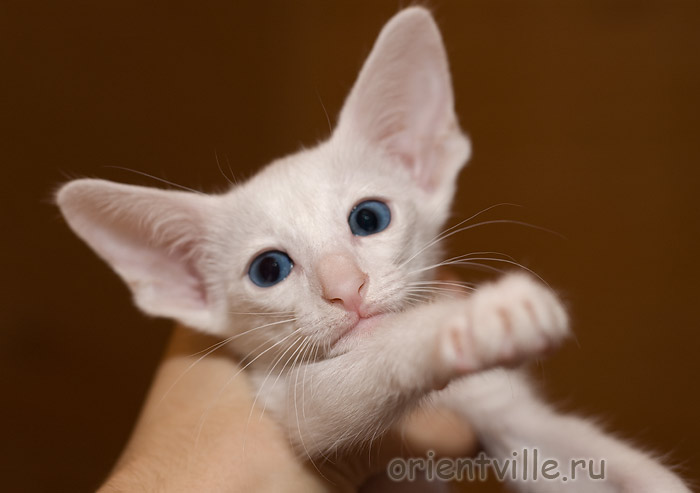 Ориентальная белая голубоглазая кошка