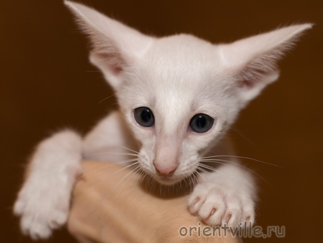 Ориентальный белый зеленоглазый кот