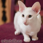 Ориентальный белый котенок
