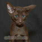 Ориентальный шоколадный котенок. Гавана