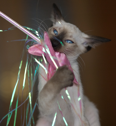 Сиамская кошка, сил-пойнт