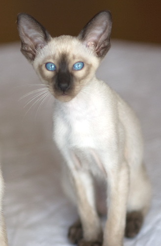 Сиамский кот, сил-пойнт