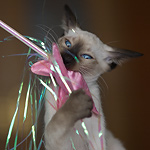 Сиамская кошка, сил-пойнт