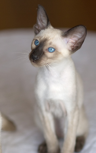 Сиамский кот, сил-пойнт