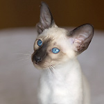 Сиамский кот, сил-пойнт