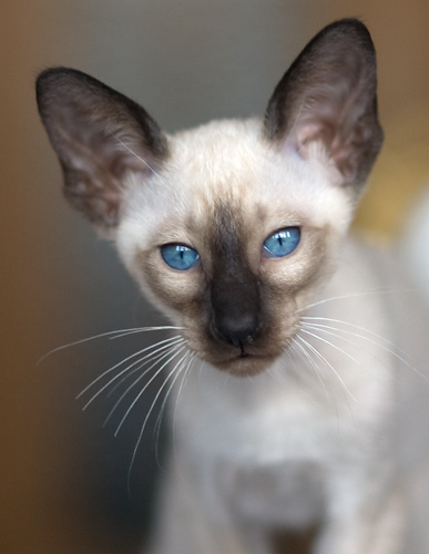 Сиамский кот, сил-пойнт