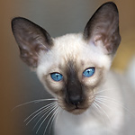 Сиамский кот, сил-пойнт