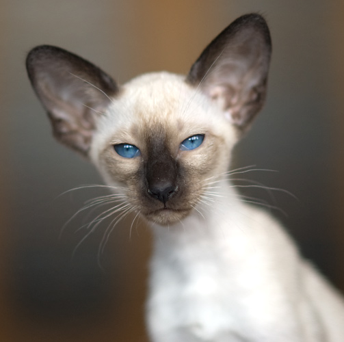 Сиамская кошка, сил-пойнт