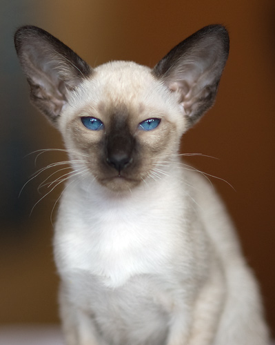 Сиамская кошка, сил-пойнт