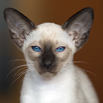 Сиамская кошка, сил-пойнт