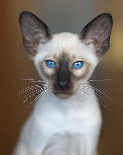Сиамский кот, сил-пойнт
