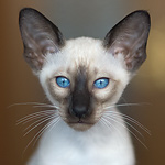 Сиамский кот, сил-пойнт