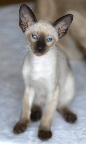 Сиамская кошка, сил-пойнт