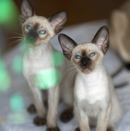 Сиамская кошка, сил-пойнт