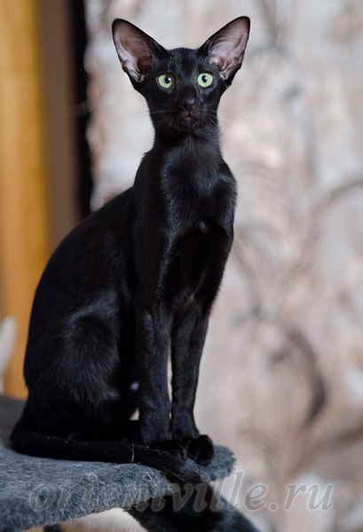 Картинки - Черный ориентальный кот