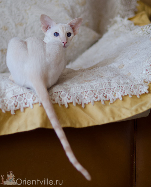 Сиамская кошка. 1 год