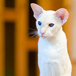 Сиамская кошка. 2.5 года