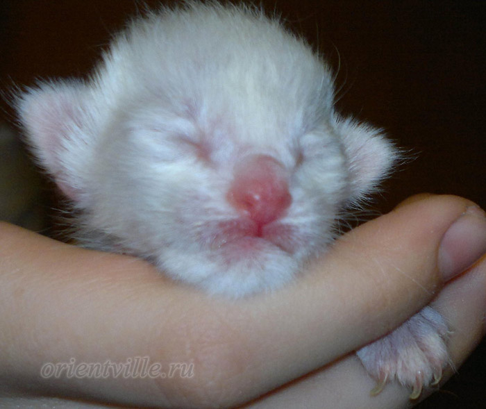 новорожденные сиамские котята