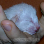 Новорожденный котенок