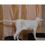 Сиамская кошка. 1 год. Лиловый-торби-пойнт