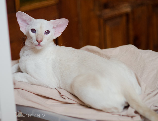 Сиамская кошка. 1 год. Лиловый-торби-пойнт