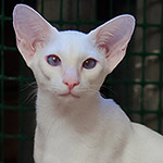 Сиамский котенок. 6 месяцев