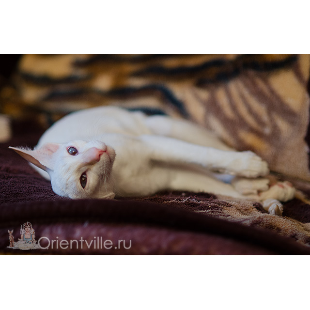 Сиамский котенок. 8 месяцев