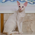 Сиамский котенок. 9 месяцев